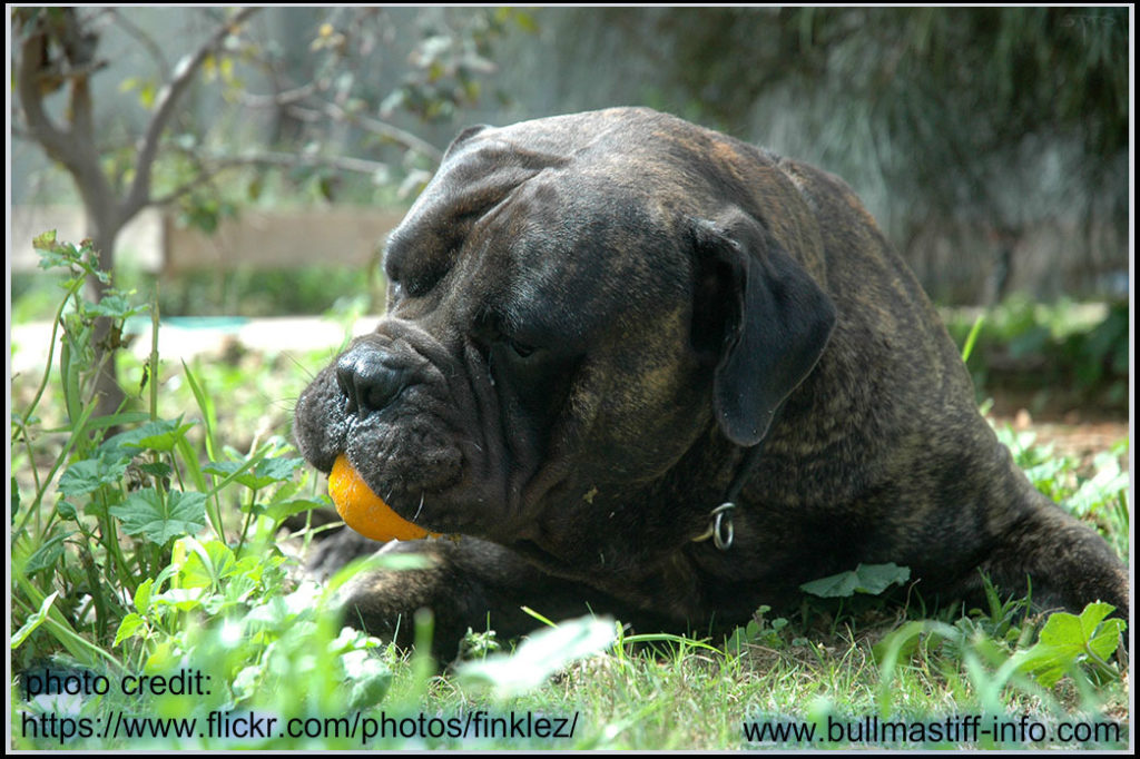 bullmastiff lymphoma rezepte