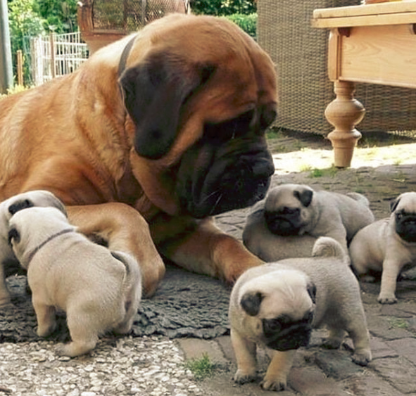 Are-Bullmastiffs-Considered-an-Aggressive-Breed.png