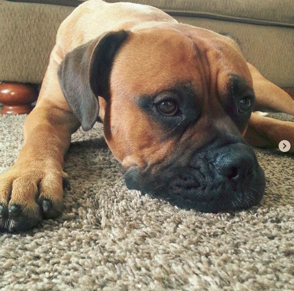 Albums 103+ Pictures Brindle Boxer/bullmastiff Mixed-breed Excellent