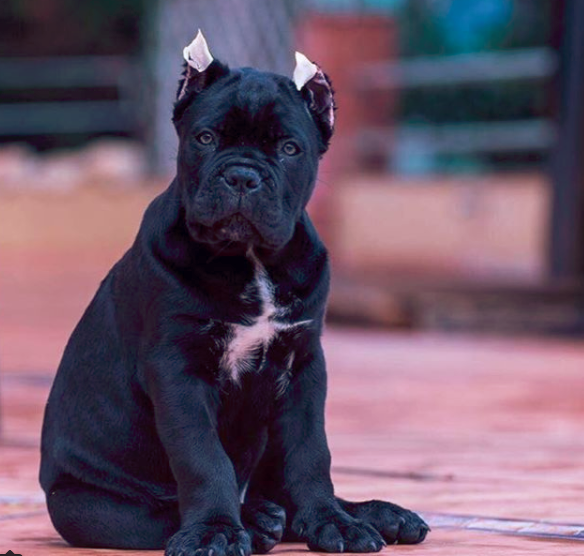 italian mastiff stuffed animal