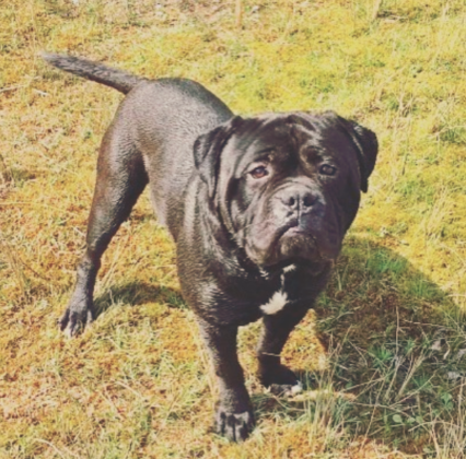 Black Bull Mastiff