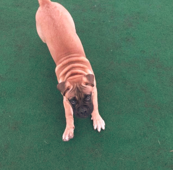 How to Potty Train a Bullmastiff Puppy